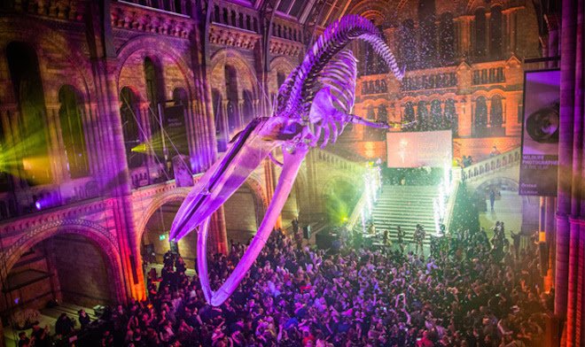 New Year's Clebration at the Natural History Museum in London Festive New Year's Eve celebration at the Natural History Museum in London with stunning lights and elegant decorations