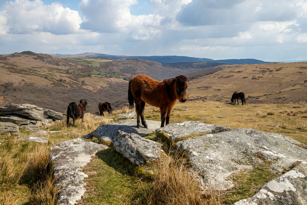 Wild Dartmoor ponies in Dartmoor National Park, UK, grazing freely in their natural habitat. Wild Dartmoor ponies roaming freely in Dartmoor National Park, UK, a famous sight in the region.