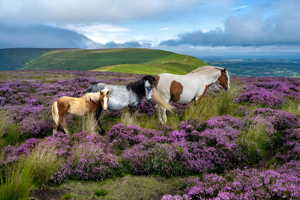 Beautiful wildlife and green nature at Brecon Beacons National Park, Wales, UK